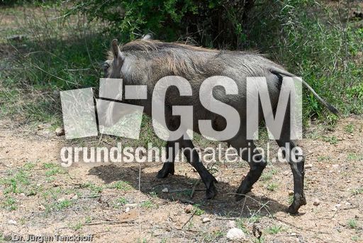 Warzenschwein (17 von 26).jpg